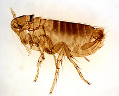 Flea - Fleas in a Long-Vacant House