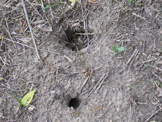 Animal Holes - Holes in My Yard