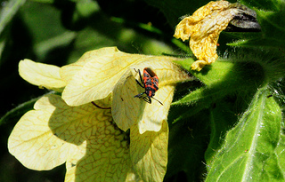 Boxelder Bug