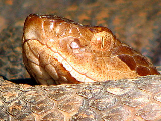 Northern Copperhead - Boston’s Blue Hills Reservation