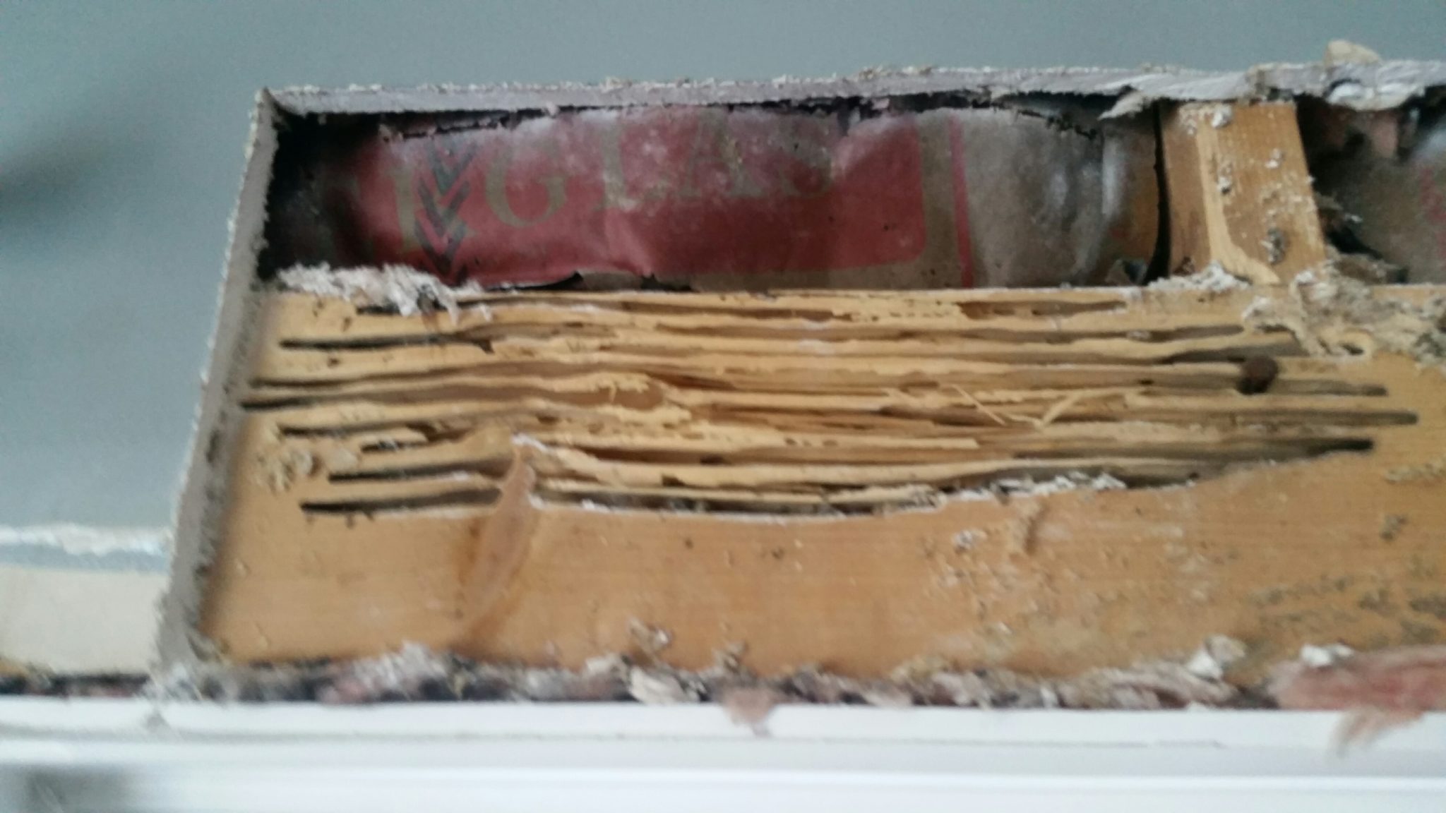 What Does a Carpenter Ant Nest Look Like? Colonial Pest Control