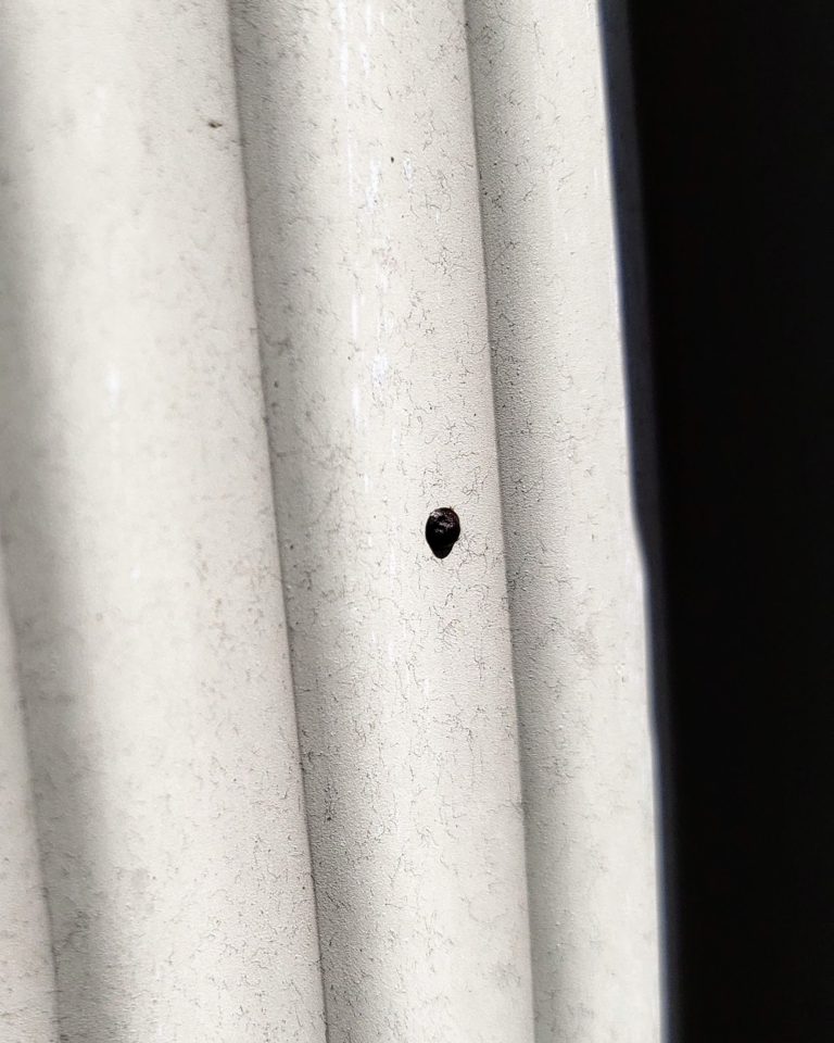 ARTILLERY FUNGUS CAN STAIN HOMES AND CARS Colonial Pest Control