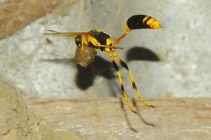 A black and yellow mud dauber carries a load of mud