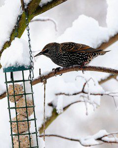 Starling Flocks