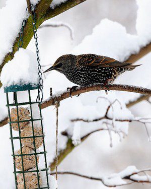 starling feeders flocks