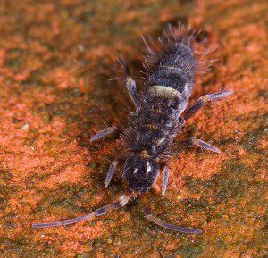498px-Orchesella_cincta