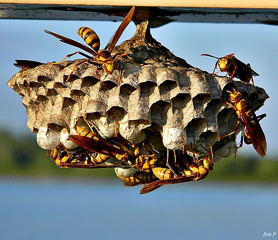 Paper Wasps Are Scouting Your Home For Nest Sites Colonial Pest Control