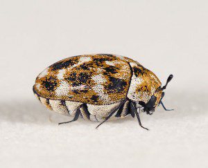 carpet beetle