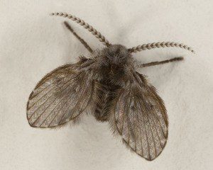 Drain flies (1/8-inch long) have fuzzy wings and are also called moth flies