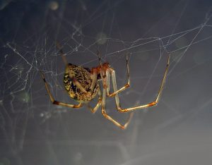 American house spider and her tangled web