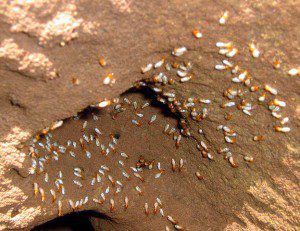 624px-Termites_inside_of_a_mound-Tamilnadu17.6