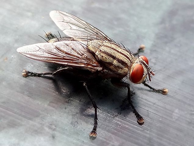Are House Flies Breeding Inside Your Home? - Colonial Pest Control
