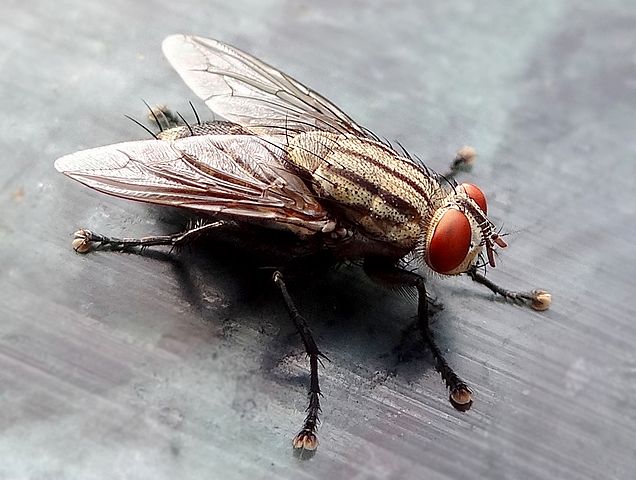 house fly maggots