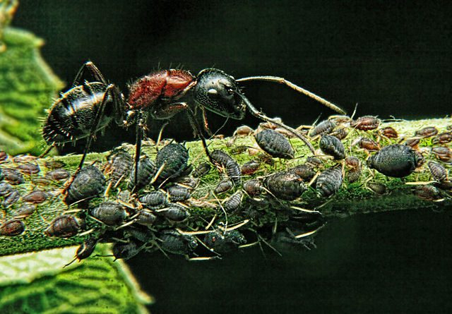 Ants in Your Plants? - Colonial Pest Control