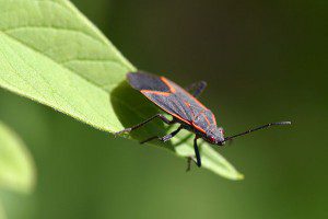 Boxelder Bug