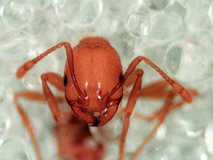 Fire Ant