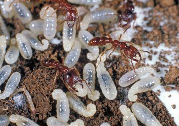 What Do Baby Ants Look Like 