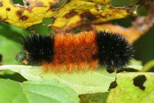 640px-ic_pyrrharctia_isabella_caterpillar