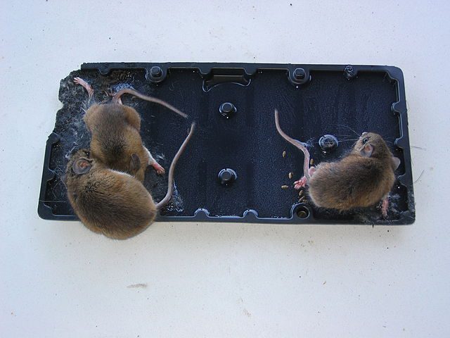 How to Get Rid of Mice When Traps Don't Work