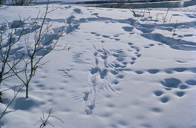 Tracks in the Snow - Colonial Pest Control