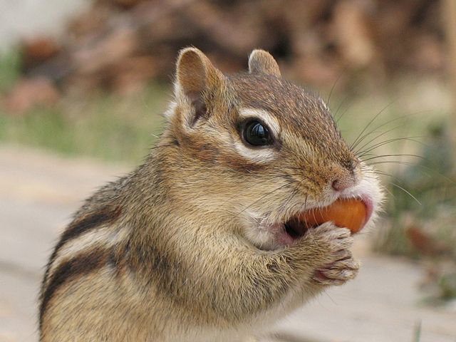 Chipmunk Burrows Can Undermine Porch And Patio Slabs Colonial Pest Control