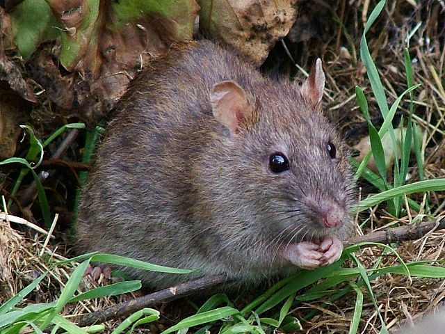 When the Rats Belong to the Neighbors… - Colonial Pest Control