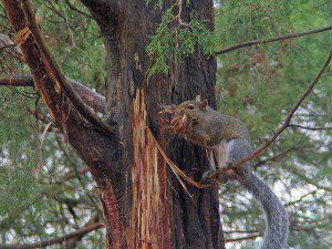 Gray squirrel gathering cedar bark for its nest