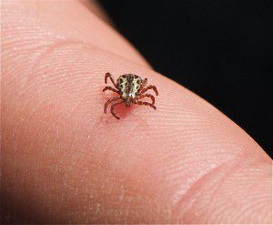 American_Dog_Tick_(Dermacentor_variabilis)