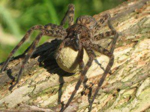 Wolf spider carries her egg sac