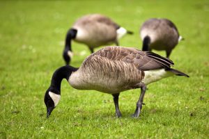 Canada-goose