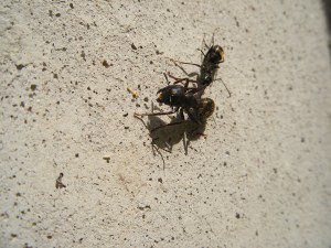 Carpenter ants T Chace Ant Photos (2)