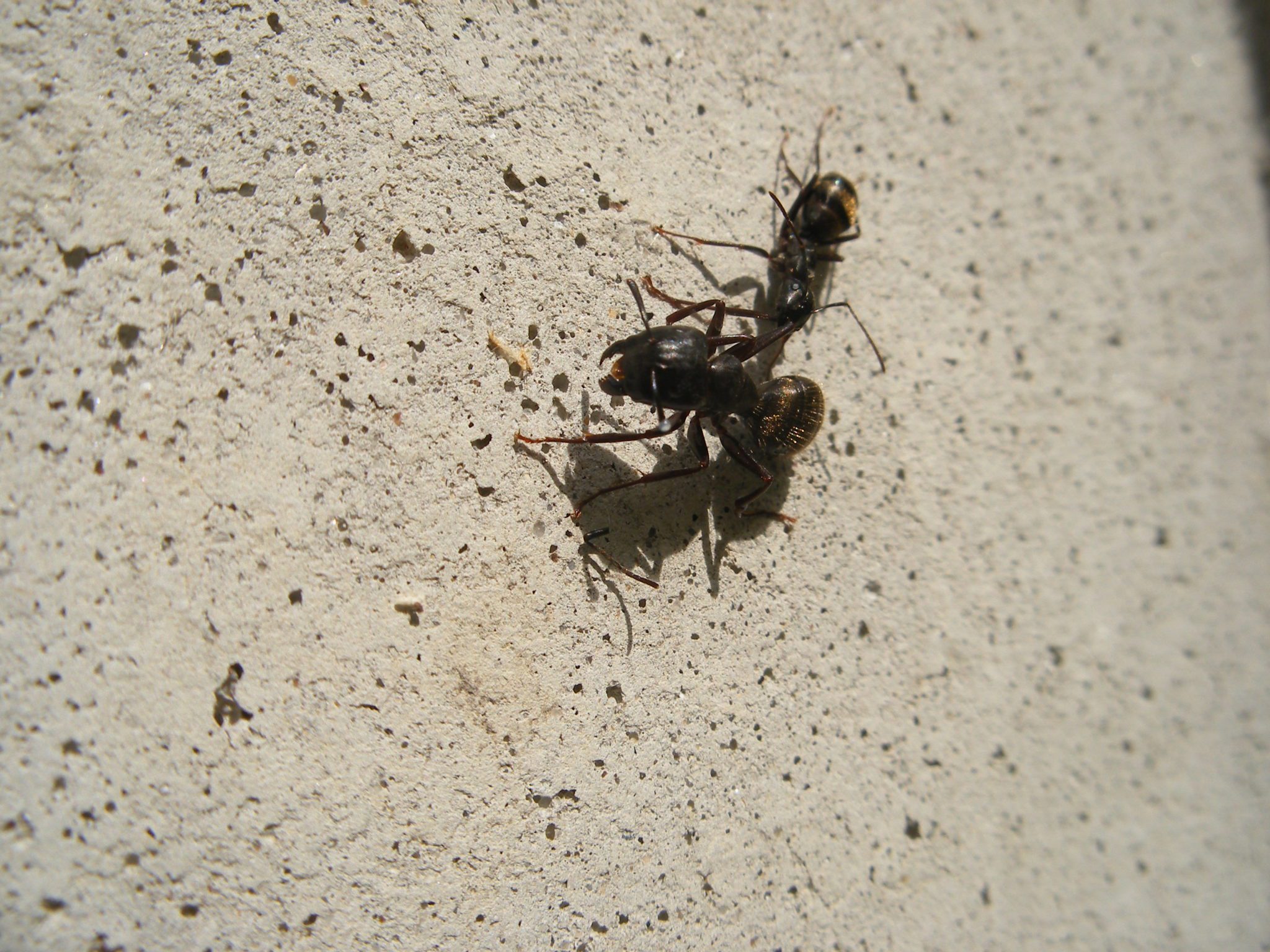 Carpenter Ants Are Awake Colonial Pest Control,Puto Flan Recipe