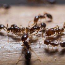 Citronella Ants