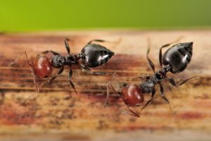 Crematogaster-ant