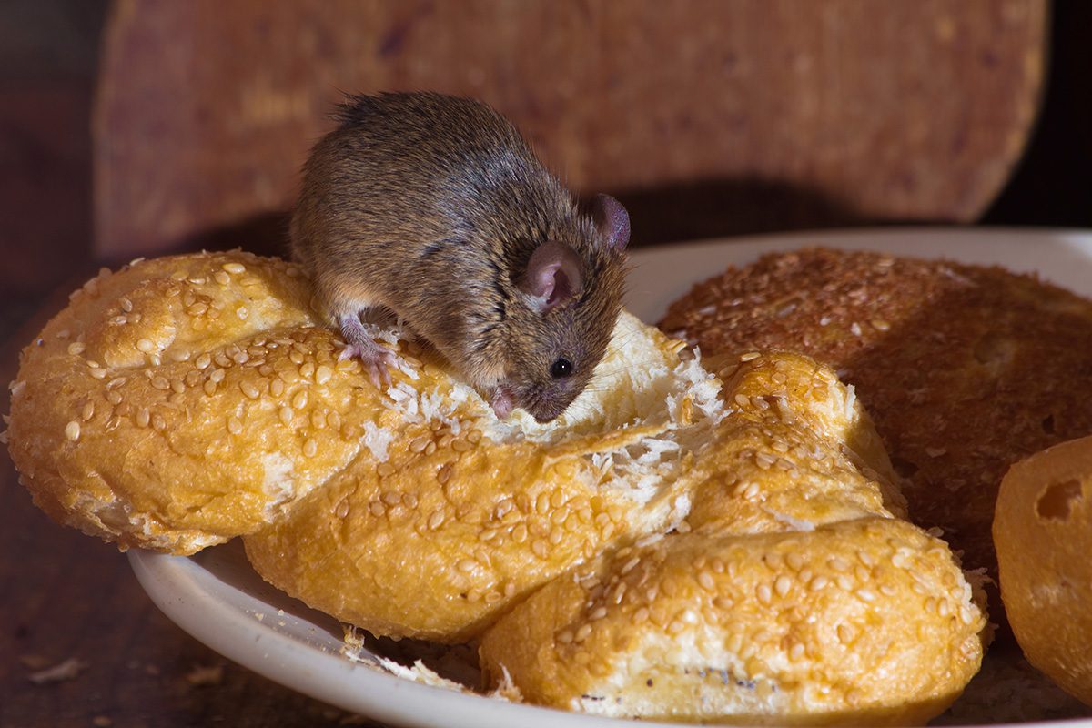 Food Invites Rodents