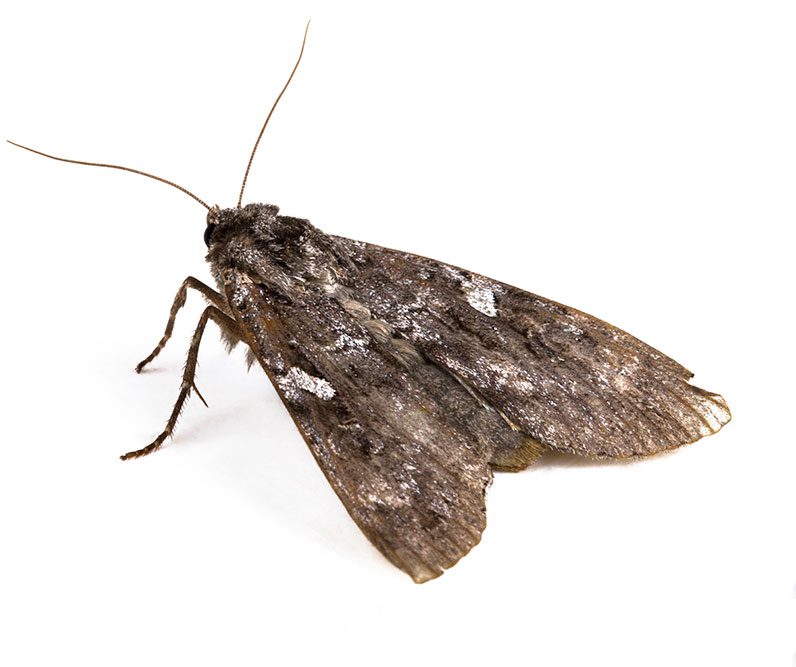 Keeping Moths Away From Your Clothes Takes More Than Mothballs