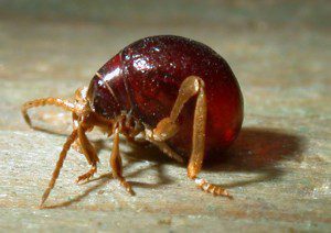 Spider beetle, Gibbium psylloides