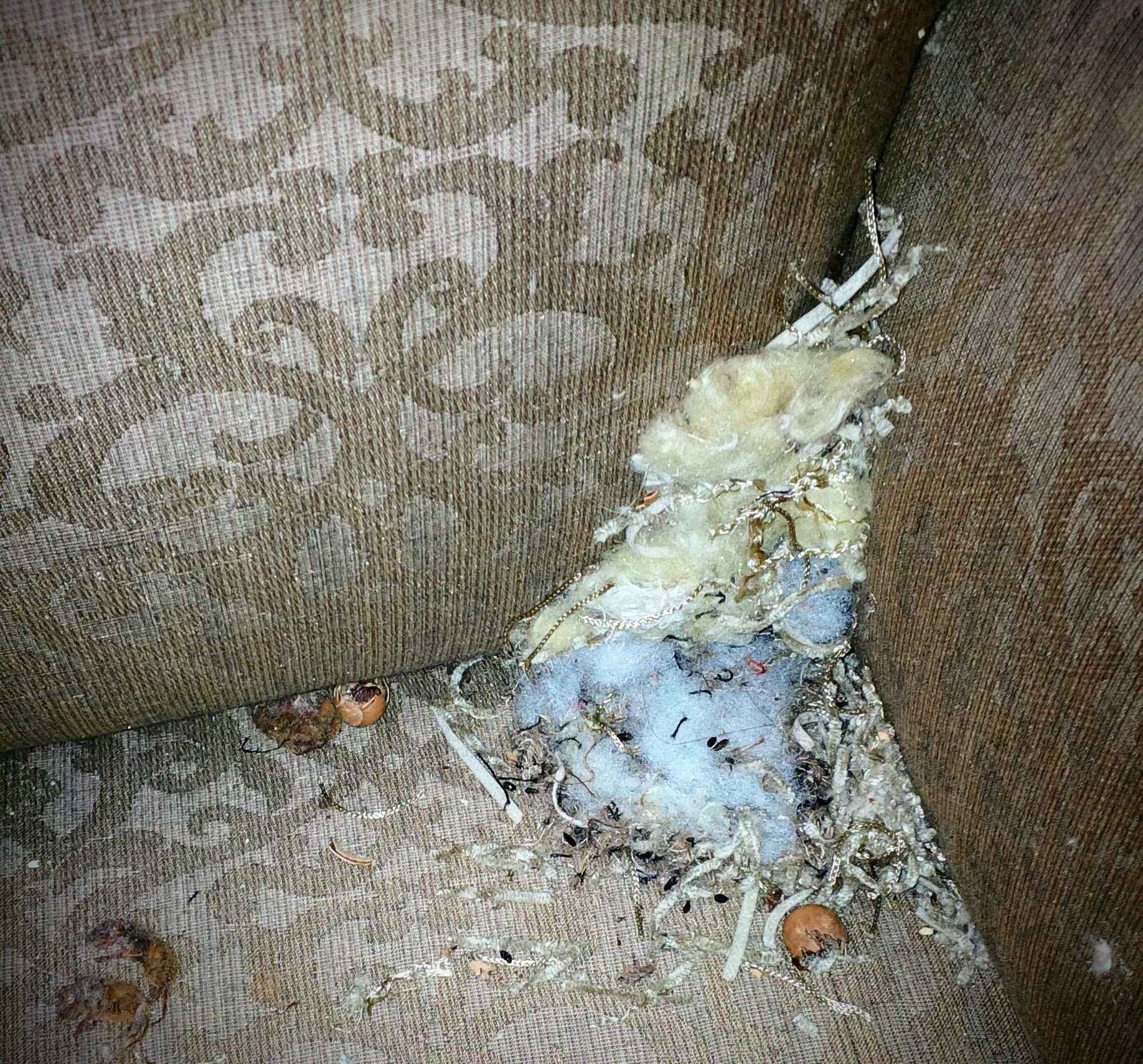 Mice Nesting In My Couch at Katie Wilson blog