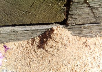 Do Termites Leave Sawdust Piles Behind Colonial Pest Control