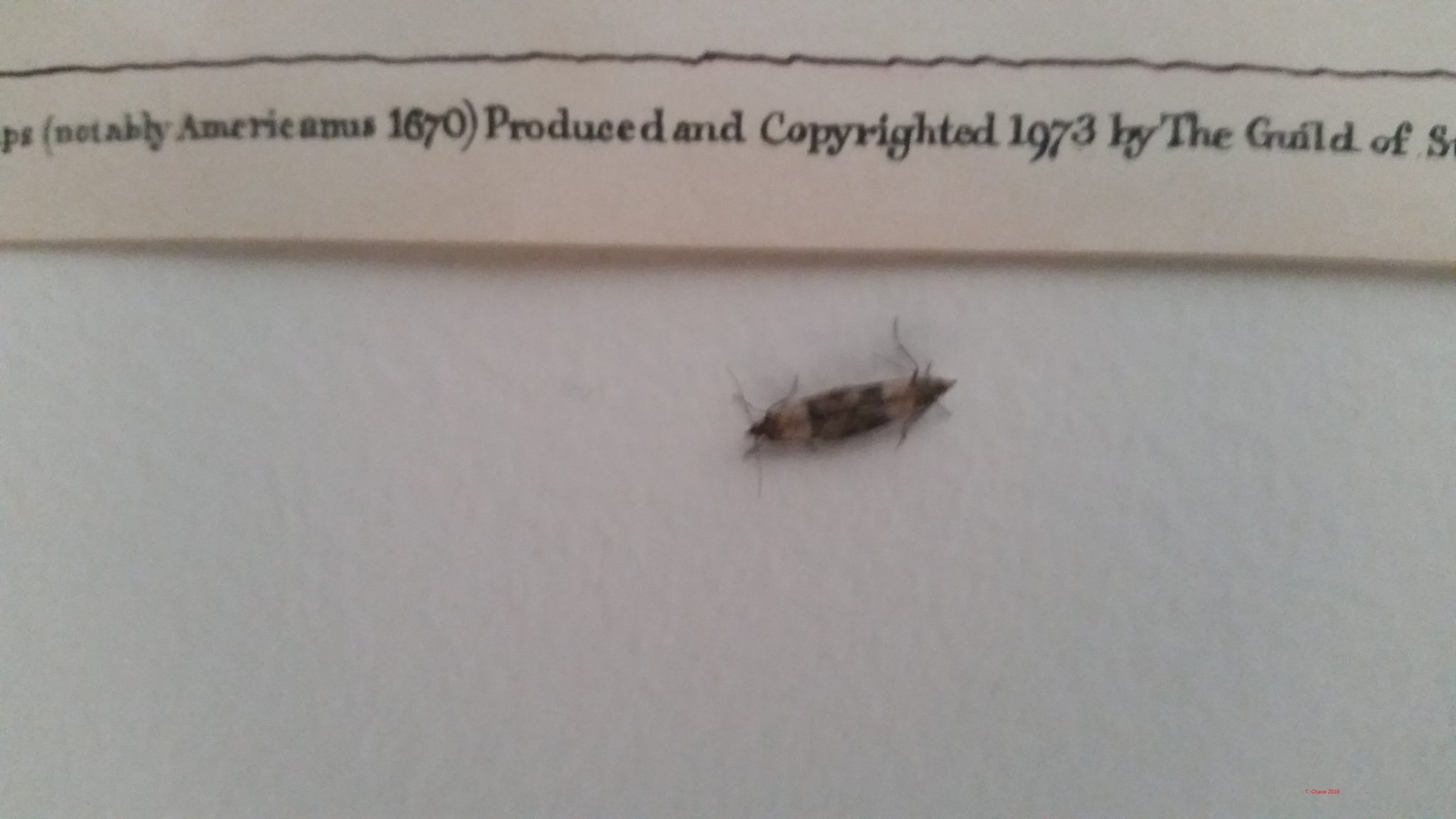 Indian Meal Moths Mating