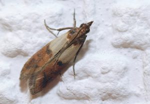 Indian-meal-moth