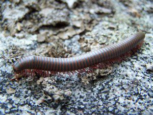 NarceusAmericanusMillipede