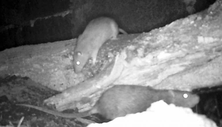 IF YOU HAVE RATS, DON’T RELY ON CATS! - Colonial Pest Control