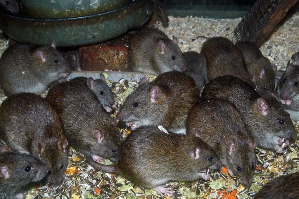 Rat Reproduction 