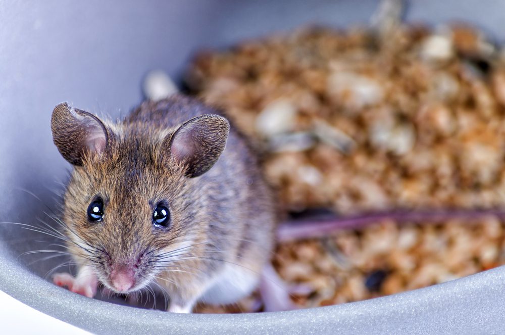 Rodent Prevention Tips