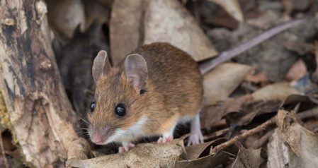 Top 10 Rodent Prevention Tips