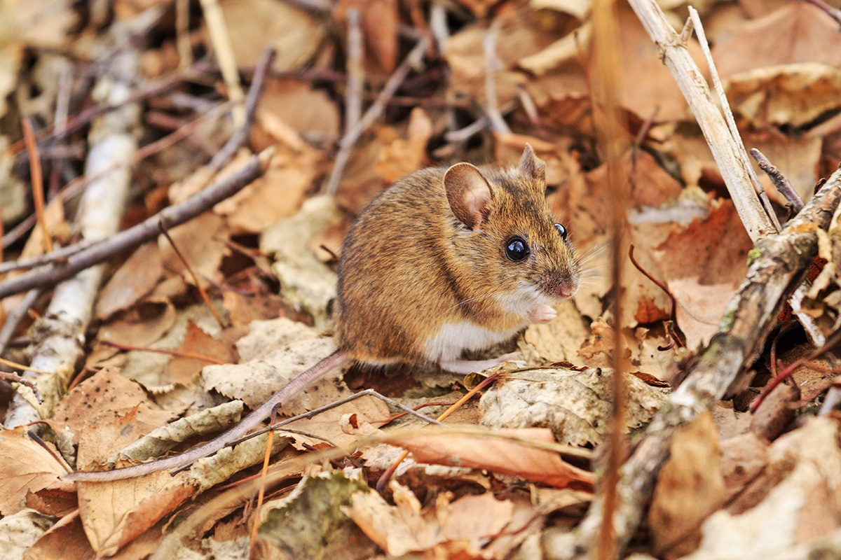 Seasonal Rodent Infestation Prevention