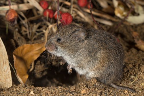 Voles