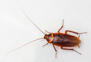 american-cockroach