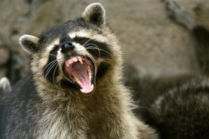 raccoons racoon angry cause damage serious some